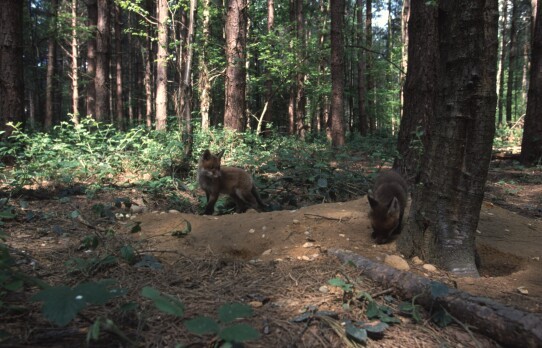 Red Fox cubs